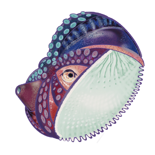 Paper Nautilus